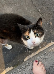 Get A Compass! The Excellent Cats embrace a new rallying cry