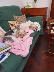 To strongly dislike small dogs