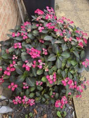 Hydrangea cuttings
