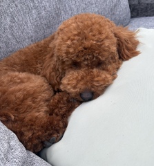 To strongly dislike small dogs