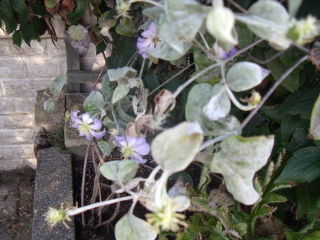 Is this mould on my clematis ?