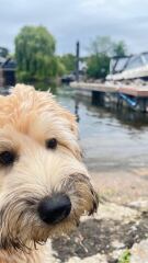 Vulnerable Dog Breeds UK - do you have one?