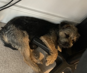 To strongly dislike small dogs