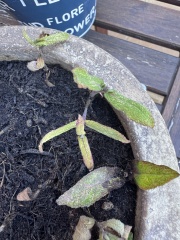 Salvia caradonna cuttings - what next?