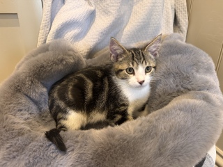 New kittens after losing our boy
