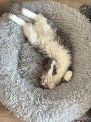 How big will my kitten get?
