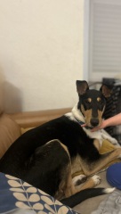 Vulnerable Dog Breeds UK - do you have one?