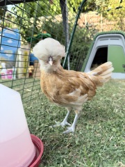 Polish chickens gender