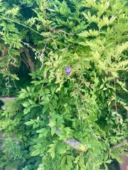 Pruning and deadheading