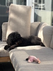 To strongly dislike small dogs