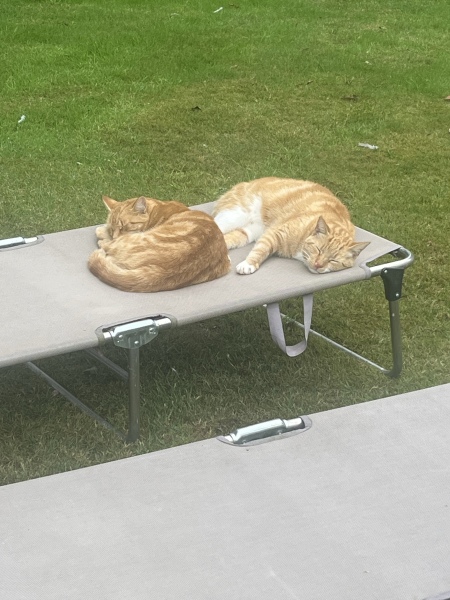 “Orange cats are crazy”