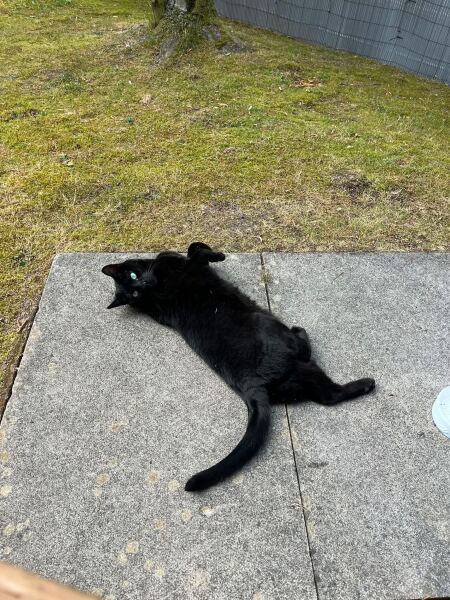 New cat constantly looking for food