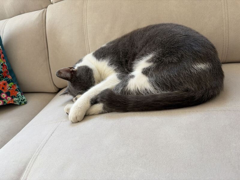 How do I insure a cat that isn’t mine?