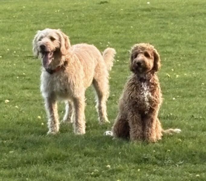 International Dog Day thread for sharing pictures of our dogs