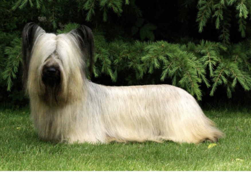 Vulnerable Dog Breeds UK - do you have one?