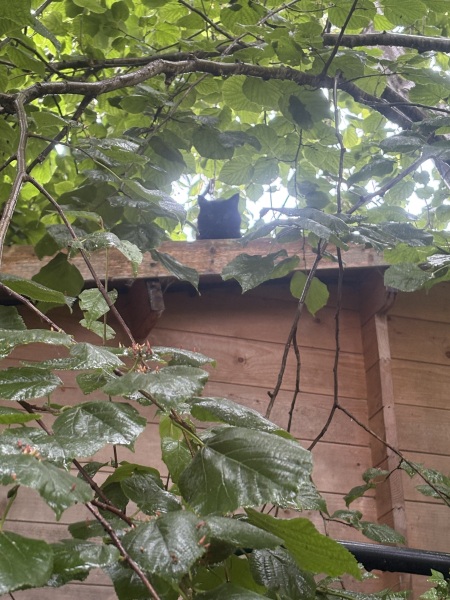 How to get cat back? Help!