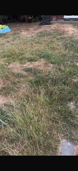 Dog with suspected grass seed in paw, likely recovery time?