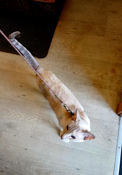 Get A Compass! The Excellent Cats embrace a new rallying cry