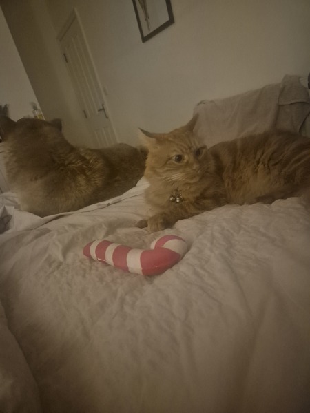 Anyone else awake at night and wanting company on sleepless nights?
