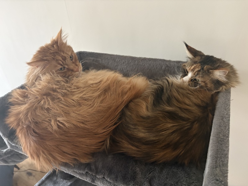 Should I get a house cat?