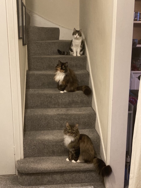 Not sure if I’m ready for an older rescue cat