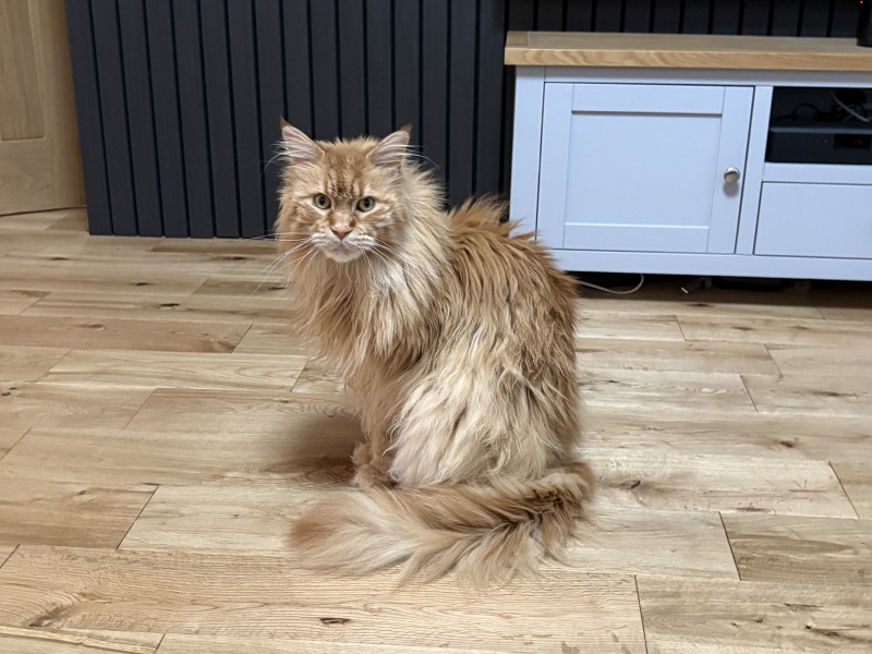Has anyone let a previous house cat start going outside?  End of my tether with weeing in the house.