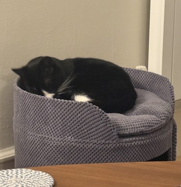 Rodents and Risk Assessments - the Excellent Cats applaud Gizmo's recent achievements