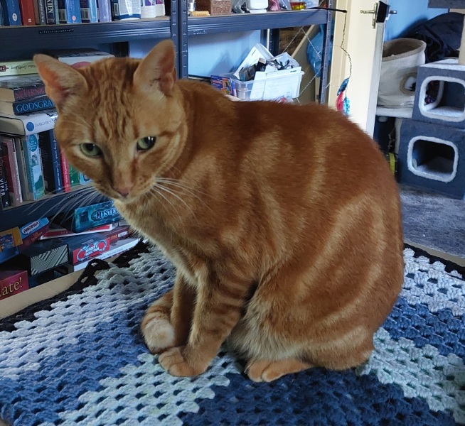 Old boy now has Kidney Disease