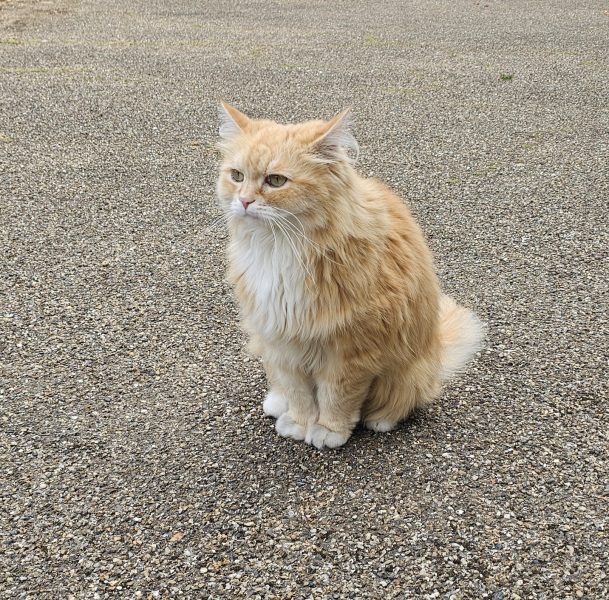 Rodents and Risk Assessments - the Excellent Cats applaud Gizmo's recent achievements