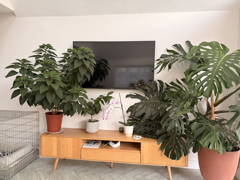 Giant poinsettia