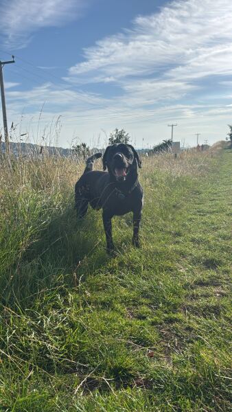 Suggest me a (probably) gundog breed!