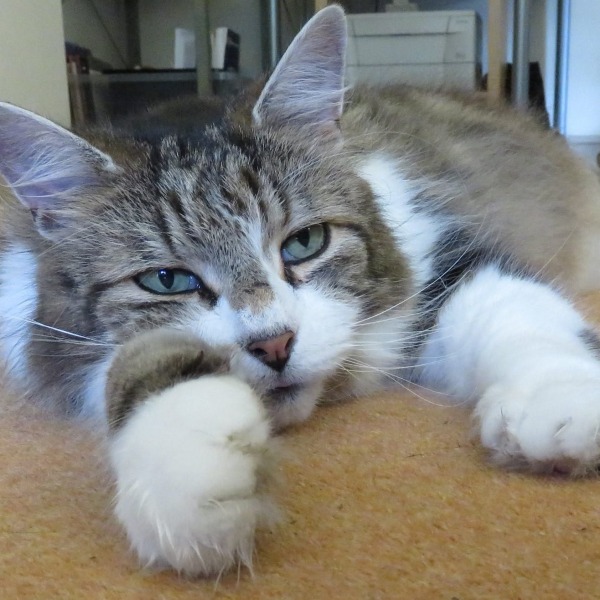 Not sure if I’m ready for an older rescue cat