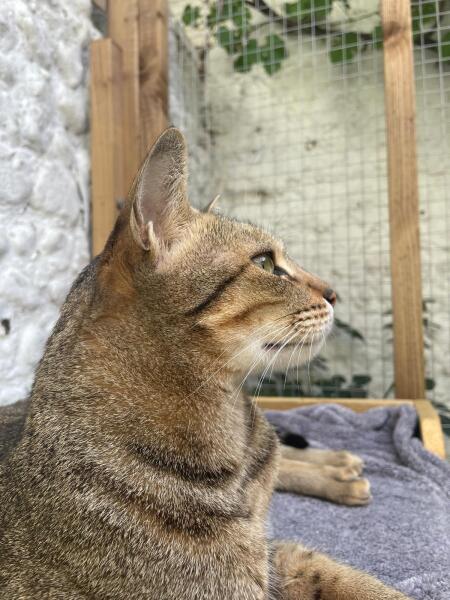 Adoption of cats from Dubai