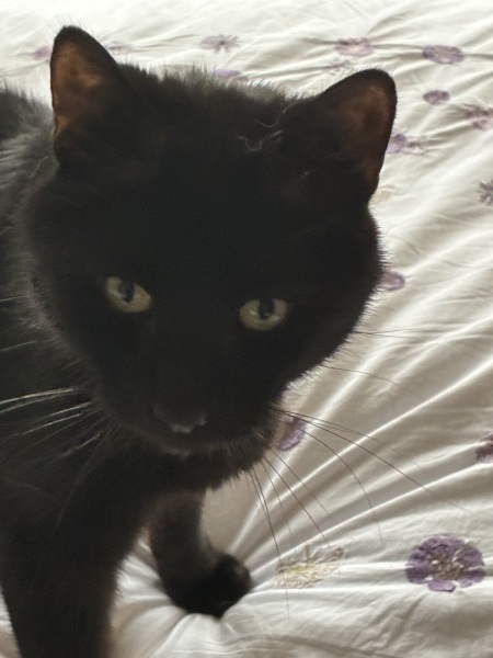 Rodents and Risk Assessments - the Excellent Cats applaud Gizmo's recent achievements