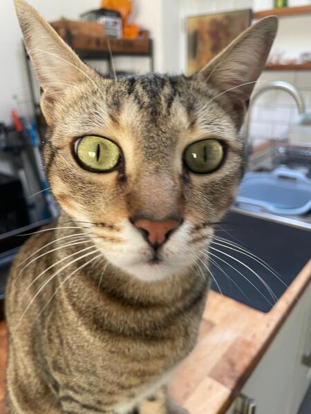 Cat sitter has overfed cat!!