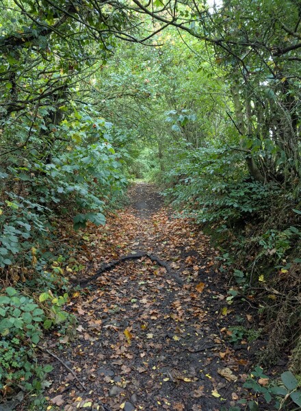 Where are all the Autumn lovers?