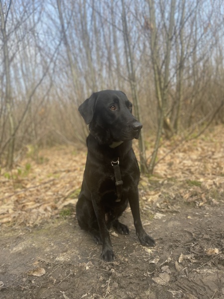 Suggest me a (probably) gundog breed!