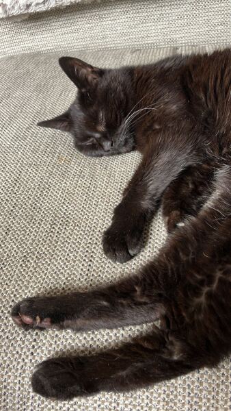 Get A Compass! The Excellent Cats embrace a new rallying cry