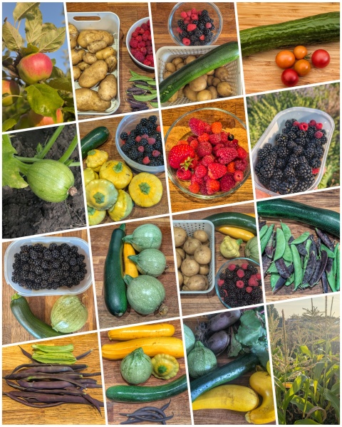 2026 Allotmenteers - have we lost the plot?!