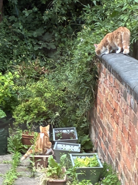 Get A Compass! The Excellent Cats embrace a new rallying cry