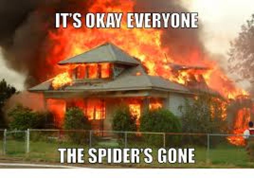 Just moved into new house, returned from holiday to false widow filled house of horrors