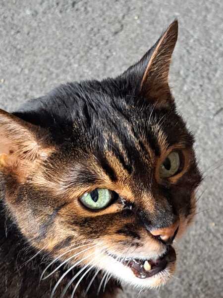 Cats are the best thing in the world