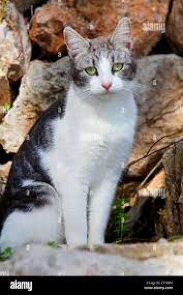My cat is spending most of the time at another house/garden down the road, and it's pissing me off.  What can I do about this?