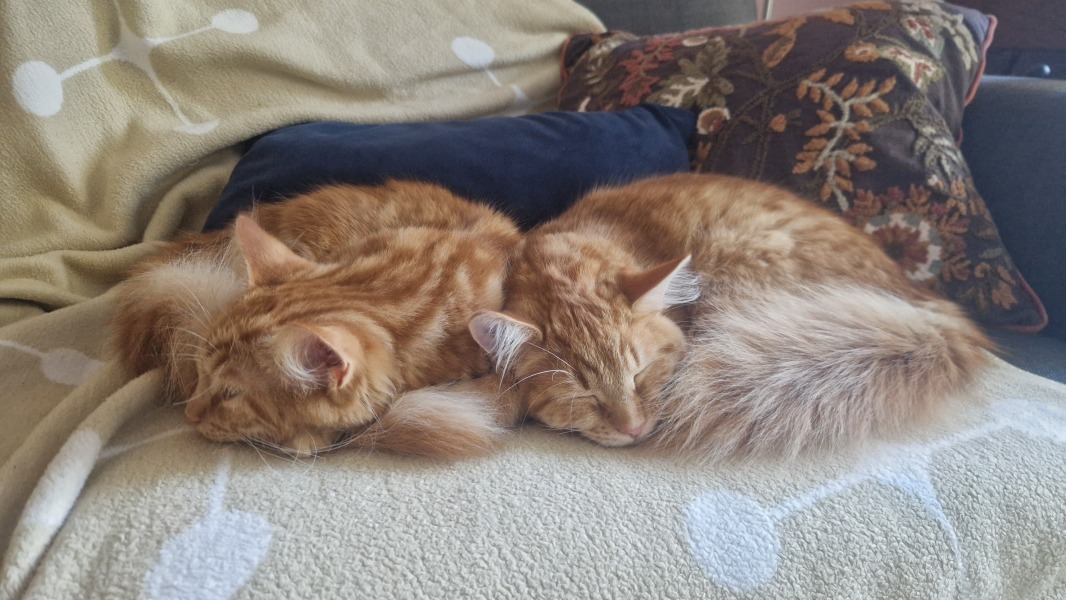 “Orange cats are crazy”