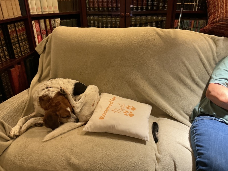 To love basset hounds