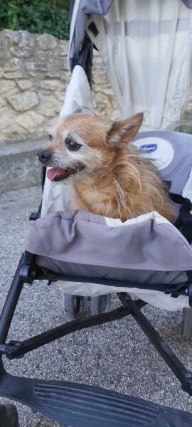 Dog pushchairs - don’t come at me. He’s old and infirm