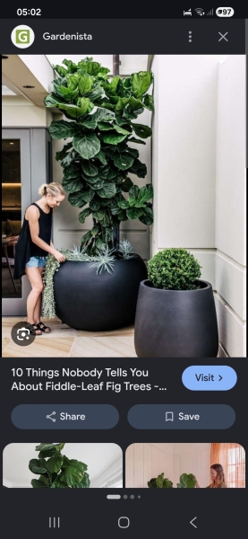 Indoor tree