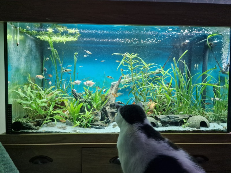 AIBU to think fish in my five-year-old’s room could be manageable?