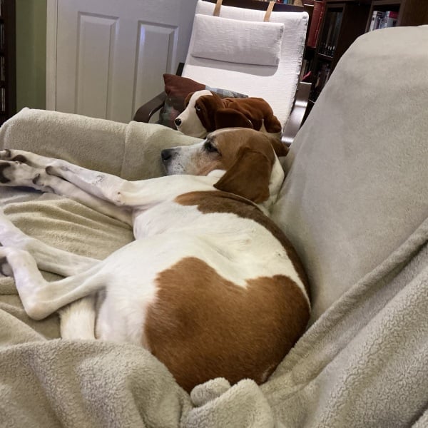 To love basset hounds