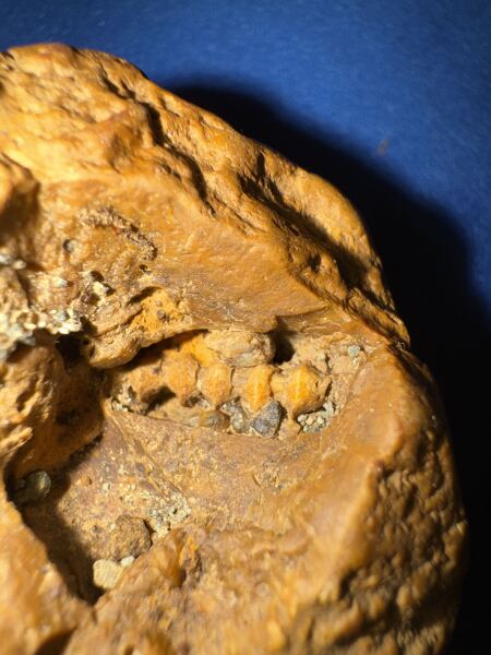 Is this a fossil?